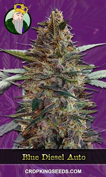 blue-diesel-autoflowering-image