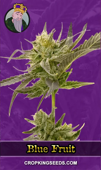 blue-fruit-autoflower-image