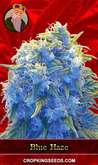 blue-haze-feminized-image