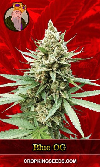 blue-og-feminized-image