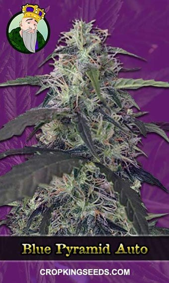 blue-pyramid-autoflowering-image