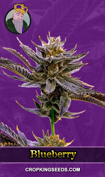 blueberry-autoflower-image