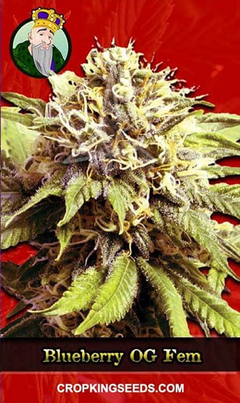 blueberry-og-feminized-image