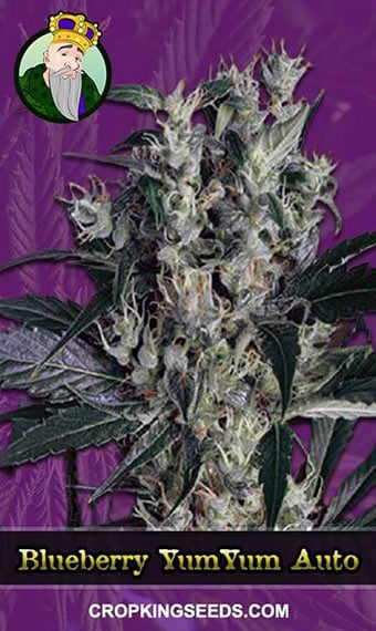 blueberry-yum-yum-autoflowering-image