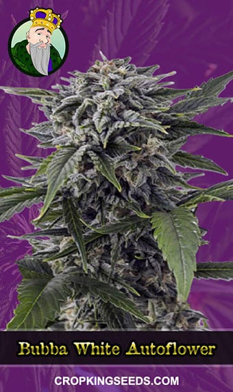 bubba-white-autoflowering-image