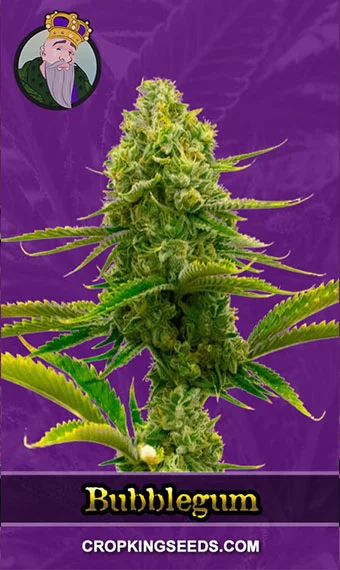 bubblegum-autoflower-image