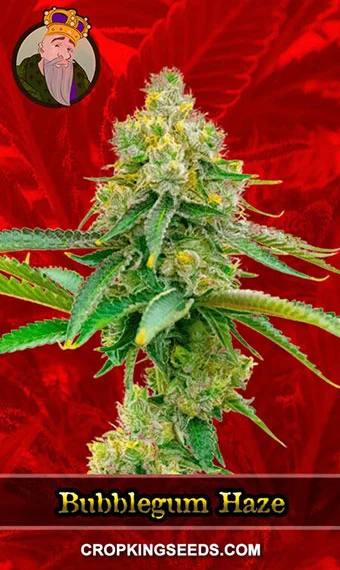 bubblegum-haze-feminized-image