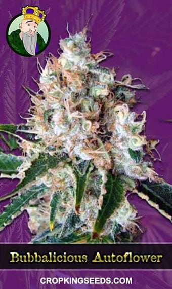 bubblicious-autoflowering-image