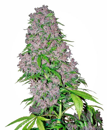 purple-bud-image