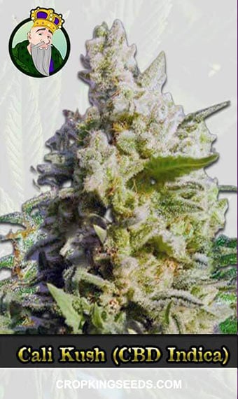 cali-kush-cbd-indica-image