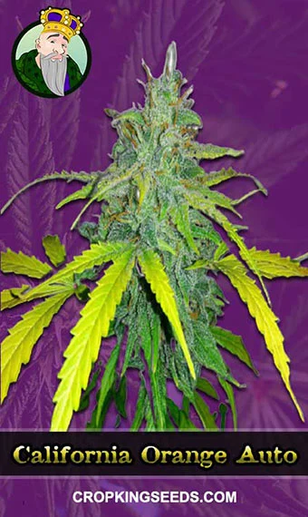 california-orange-autoflowering-image