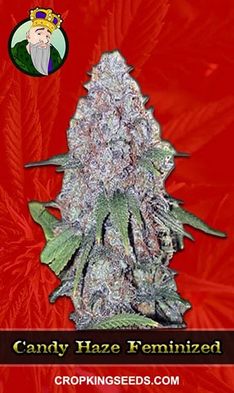 candy-haze-feminized-image