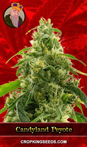 candyland-peyote-feminized-image