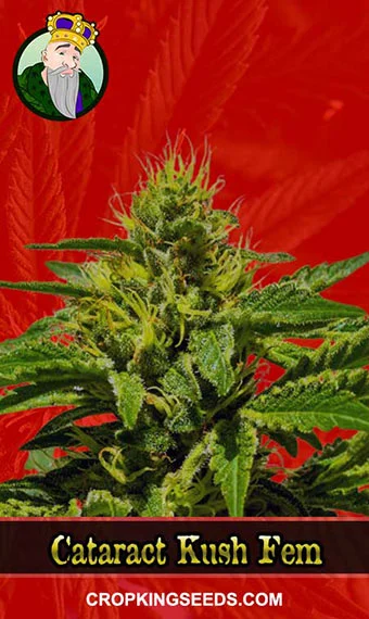 cataract-kush-feminized-image