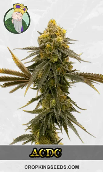 cbd-acdc-(1-18)-image