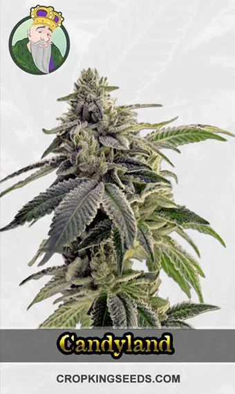 cbd-candyland-(1-1)-image