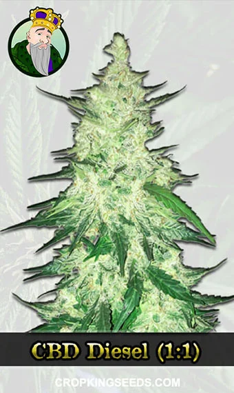 cbd-diesel-(1-1)-image