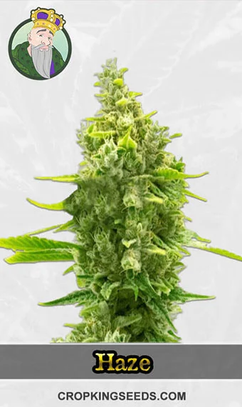 cbd-haze-(1-1)-image