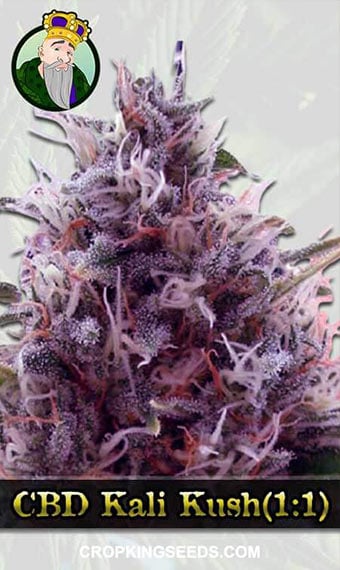 cbd-kali-kush-(1-20)-image