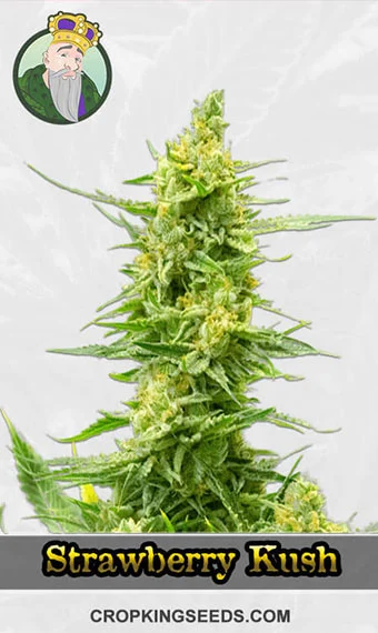 cbd-strawberry-kush-feminized-image