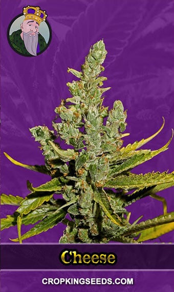 cheese-autoflowering-image