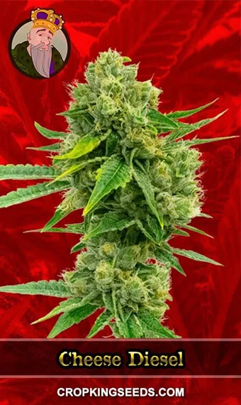 cheese-diesel-feminized-image