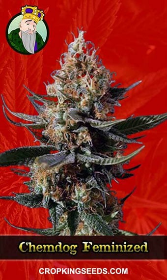 chemdog-feminized-image