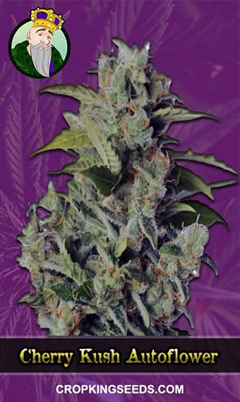 cherry-kush-autoflowering-image