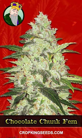 chocolate-chunk-feminized-image