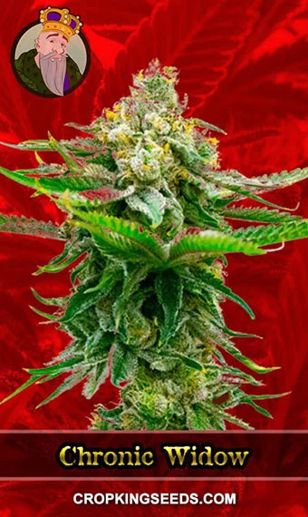 chronic-widow-feminized-image