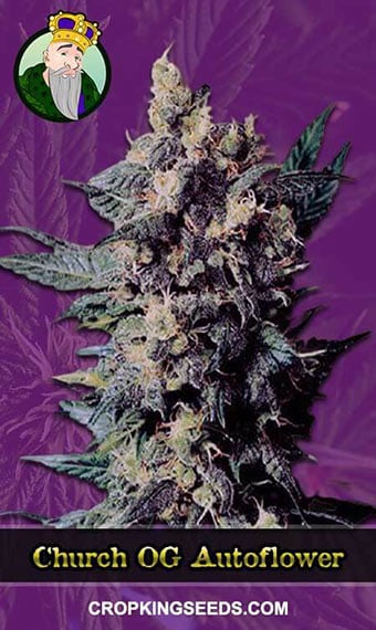 church-og-autoflowering-image