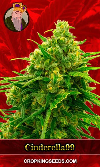 cinderella99-feminized-image