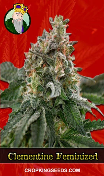 clementine-feminized-image