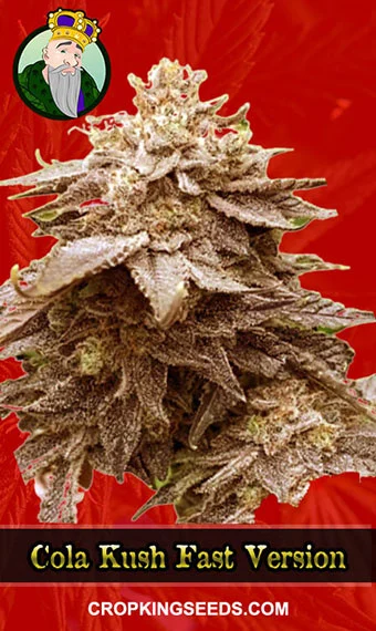 cola-kush-fast-version-image