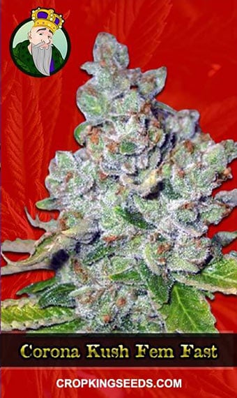 corona-kush-feminized-fast-version-image