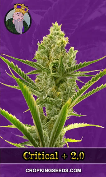 critical-+-2.0-autoflower-image