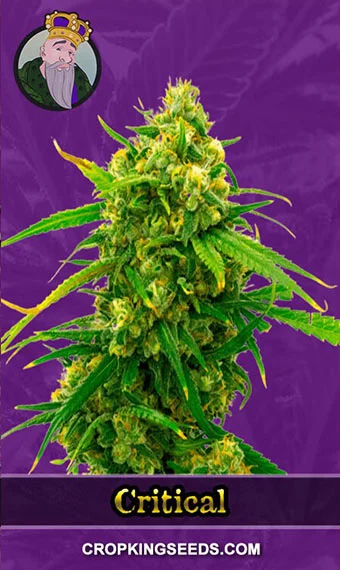 critical-autoflower-image