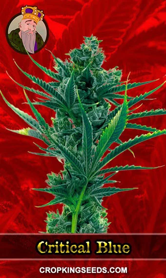 critical-blue-feminized-image