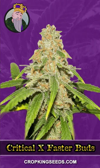 critical-fast-bud-autoflower-image