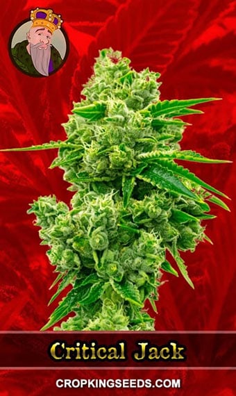 critical-jack-feminized-image