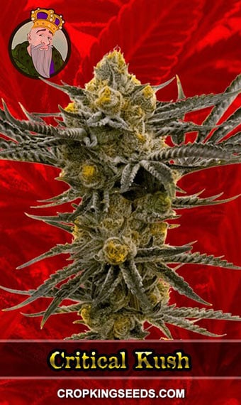 critical-kush-feminized-image