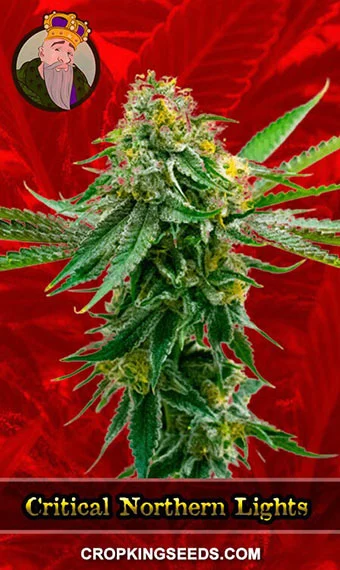 critical-northern-lights-feminized-image