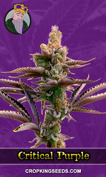 critical-purple-autoflower-image