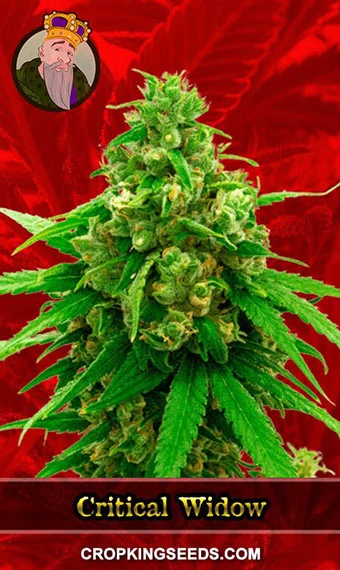 critical-widow-feminized-image