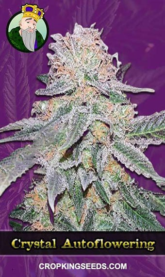 crystal-autoflowering-image