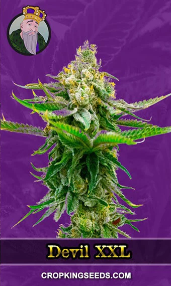 devil-xxl-autoflowering-image