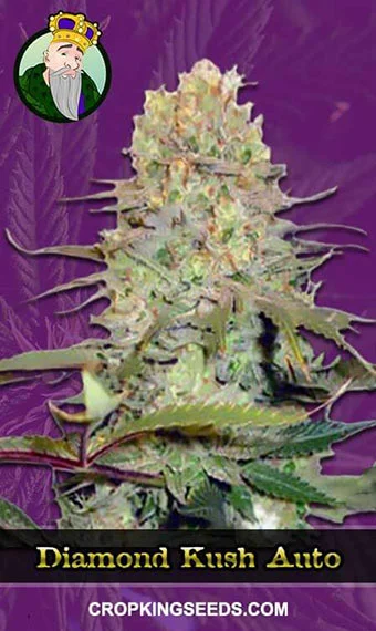 diamond-kush-autoflowering-image