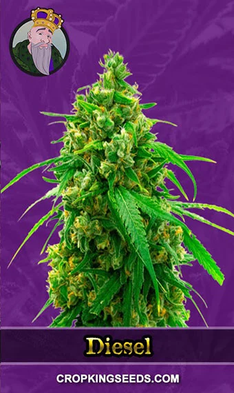 diesel-autoflower-image