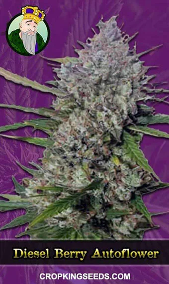 diesel-berry-autoflowering-image