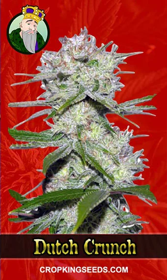 dutch-crunch-feminized-image